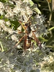 Polistes fuscatus
