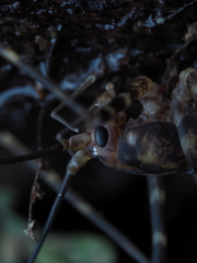 Macropathinae