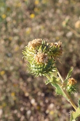 Grindelia ciliata