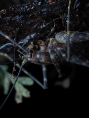 Macropathinae