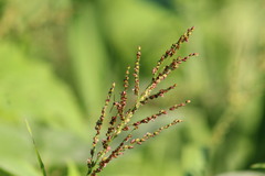 Urochloa