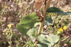 Grindelia ciliata