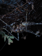 Macropathinae