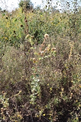 Grindelia ciliata