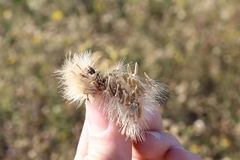 Grindelia ciliata