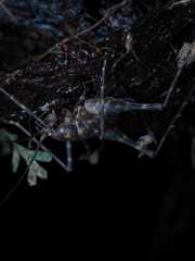Macropathinae