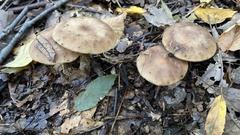 Armillaria ostoyae