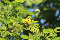 Senna