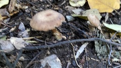 Armillaria ostoyae