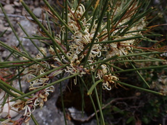 Hakea rugosa