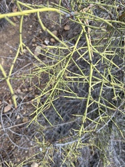 Adolphia californica