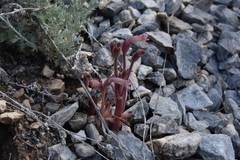 Aphyllon fasciculatum