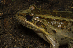Leptodactylus latrans