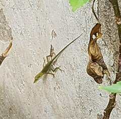 Anolis