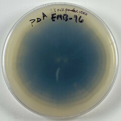 Aureobasidium
