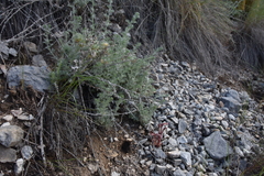 Aphyllon fasciculatum