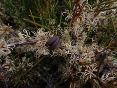 Hakea rugosa