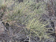 Adolphia californica