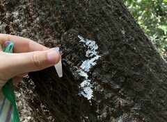 Aureobasidium