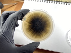 Aureobasidium