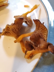 Craterellus lutescens