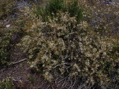Hakea rugosa