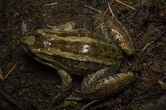 Leptodactylus latrans