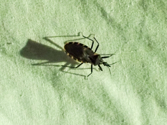 Triatoma sanguisuga