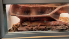 Eublepharis macularius