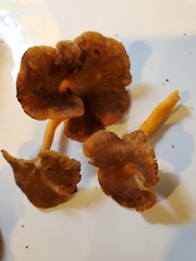 Craterellus lutescens