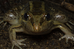 Leptodactylus latrans