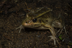 Leptodactylus latrans