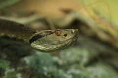 Bothrops jararaca