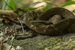 Bothrops jararaca