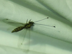 Ululodes macleayanus