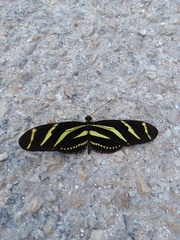 Heliconius charithonia vazquezae