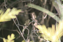 Heliconius charithonia vazquezae