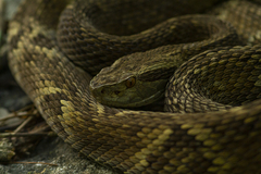 Bothrops jararaca