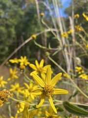 Helianthus schweinitzii
