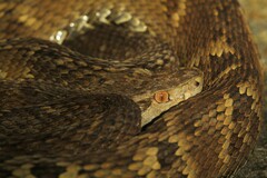 Bothrops jararaca