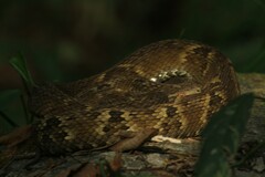 Bothrops jararaca