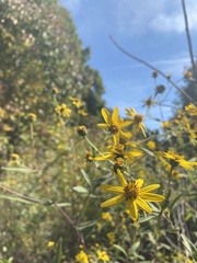 Helianthus schweinitzii