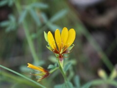 Cleome microaustralica