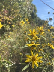 Helianthus schweinitzii