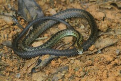 Echinanthera undulata