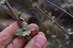 Malacothamnus fasciculatus
