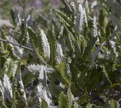 Spinoliva ilicifolia