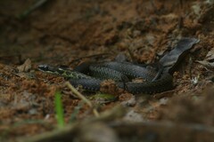 Echinanthera undulata