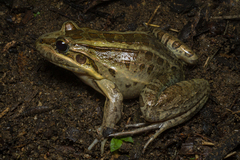 Leptodactylus latrans