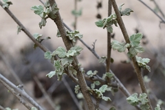 Malacothamnus fasciculatus